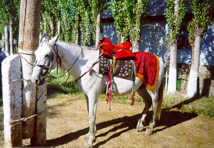 Cheval paré pour la cérémonie traditionnelle du mariage